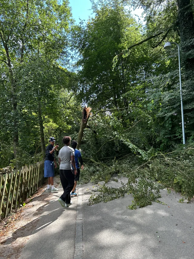 Runners passing a fallen tree on a wooded path